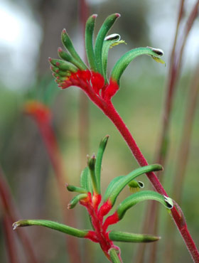 Kangaroo Paws (anigozanthus manglesii)