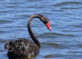 Black swan (cygnus atratus)