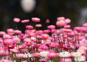 Native everlasting daisies